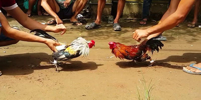 Chọn Gà Chọi tiêu chuẩn thông qua “cách chăm sóc”