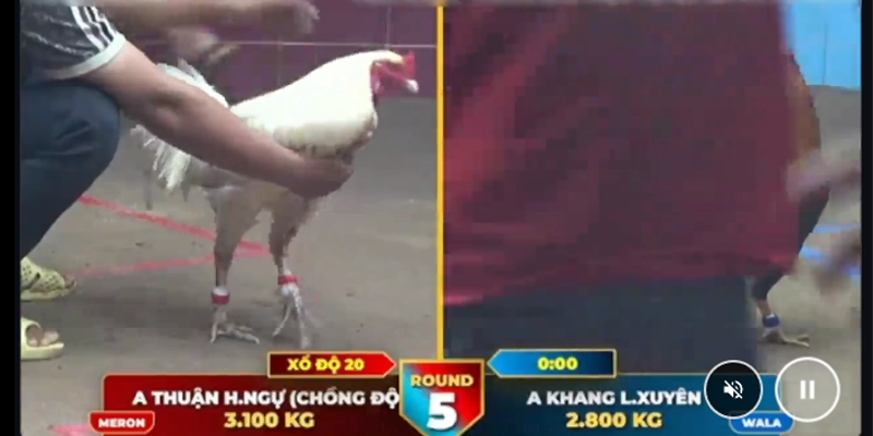 Kinh nghiệm soi kèo Đá Gà trực tuyến hiệu quả